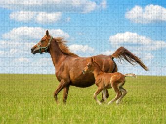 Produktbild: CALVENDO Puzzle Arabische Stute und Fohlen auf der Wiese | 1000 Teile Lege-Gr&ouml;&szlig;e 64x48cm Foto-Puzzle f&uuml;r gl&uuml;ckliche Stunden