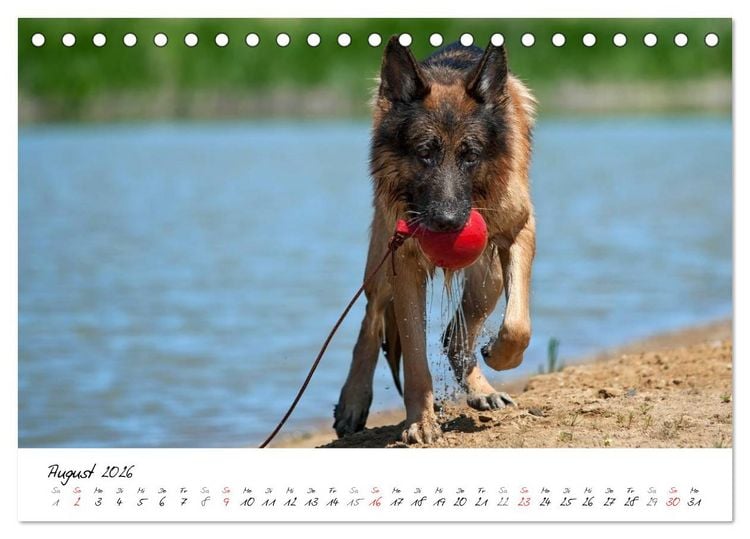 Produktbild: Deutsche Sch&auml;ferhunde - Traumhunde (Tischkalender 2026 DIN A5 quer), CALVENDO Monatskalender