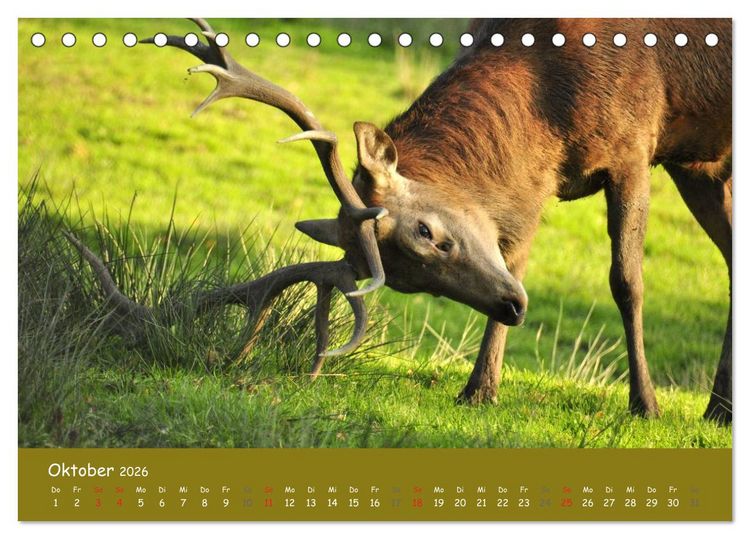 Produktbild: Begegnungen. DER HIRSCH (Tischkalender 2026 DIN A5 quer), CALVENDO Monatskalender