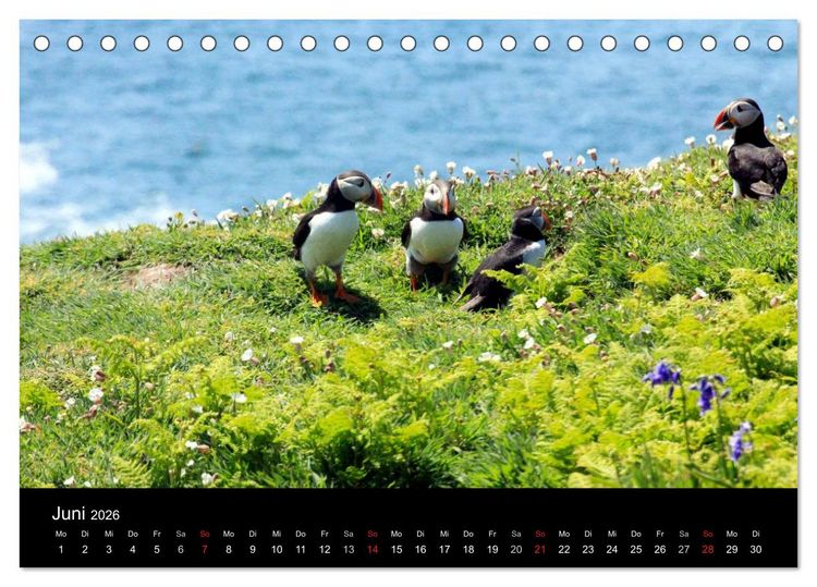Produktbild: Puffins, Papageitauchern ganz nah (Tischkalender 2026 DIN A5 quer), CALVENDO Monatskalender