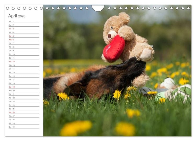 Produktbild: Deutsche Sch&auml;ferhunde Seelentr&ouml;ster (Wandkalender 2026 DIN A4 quer), CALVENDO Monatskalender
