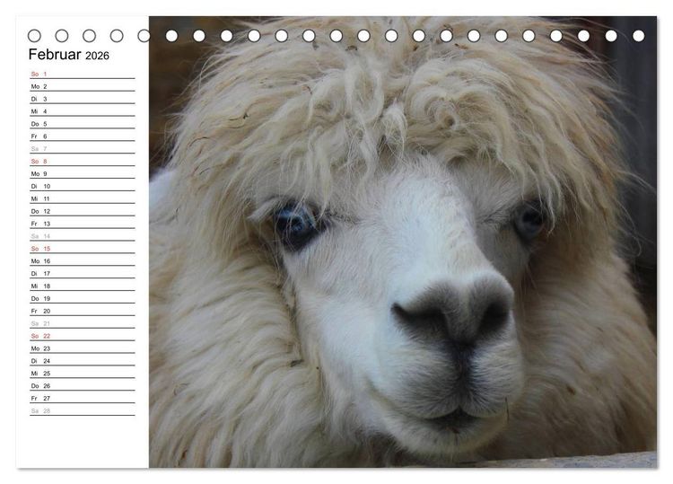 Produktbild: Alpakas und Lamas (Tischkalender 2026 DIN A5 quer), CALVENDO Monatskalender