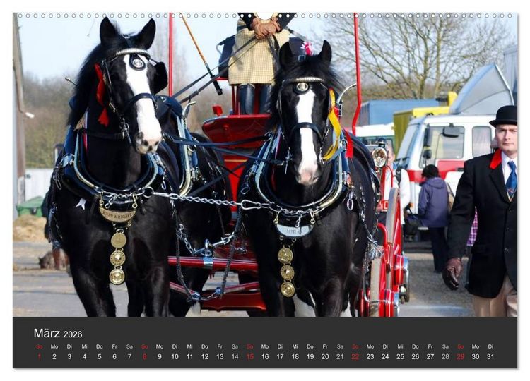 Produktbild: Shire Horse &bull; Prunkvolle Giganten (hochwertiger Premium Wandkalender 2026 DIN A2 quer), Kunstdruck in Hochglanz