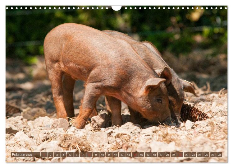 Produktbild: Gl&uuml;ckliche Schweine Berkshire-Iberico Ferkel (Wandkalender 2026 DIN A3 quer), CALVENDO Monatskalender