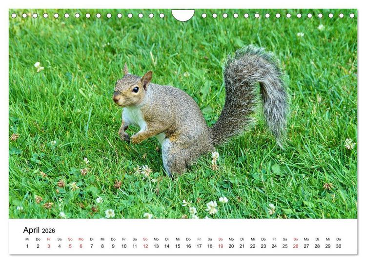 Produktbild: Ontario - Der S&uuml;den (Wandkalender 2026 DIN A4 quer), CALVENDO Monatskalender