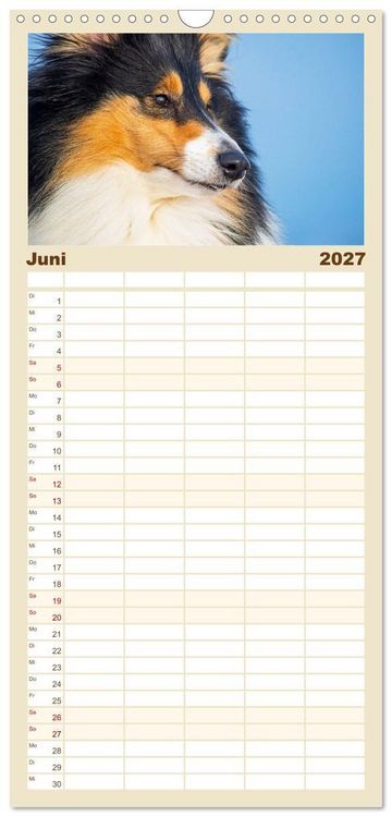 Produktbild: Familienplaner 2027 - Faszinierende Rough Collies mit 5 Spalten (Wandkalender, 21 x 45 cm) CALVENDO
