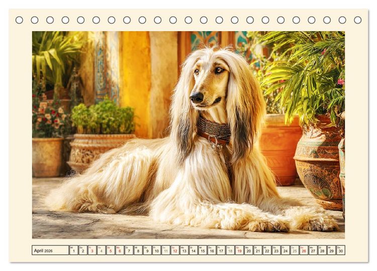 Produktbild: Afghanischer Windhund. Eleganter Sichtj&auml;ger und sensibler Couch-Potatoe (Tischkalender 2026 DIN A5 quer), CALVENDO Monatskalender