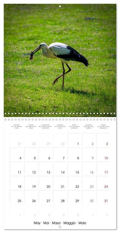 Produktbild: Whispers of Wings (Wall Calendar 2026 12 &times; 12 Inch) CALVENDO 12 Month Wall Calendar