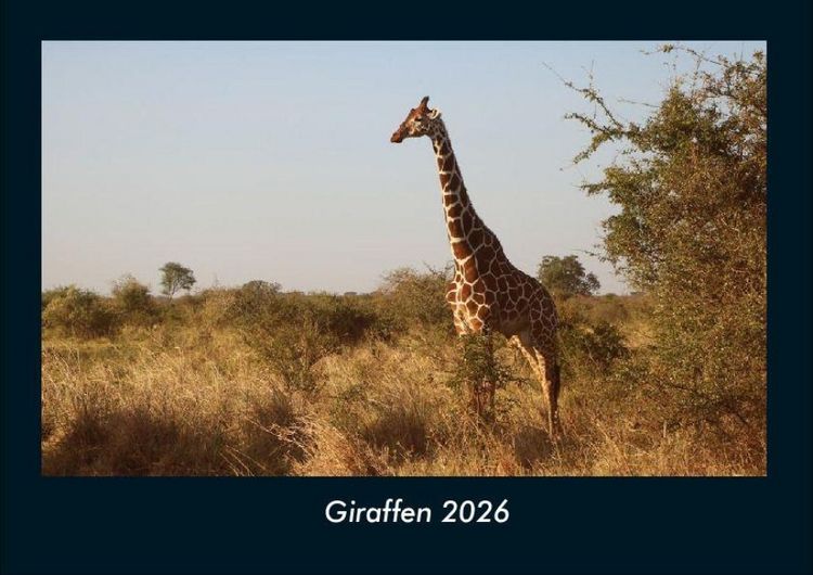Produktbild: Giraffen 2026 Fotokalender DIN A4
