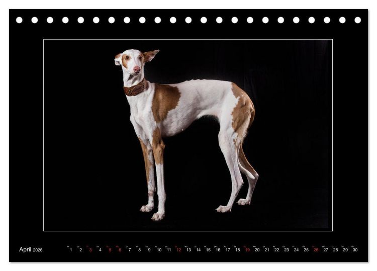 Produktbild: Windhunde - Schnelle Sch&ouml;nheiten (Tischkalender 2026 DIN A5 quer), CALVENDO Monatskalender