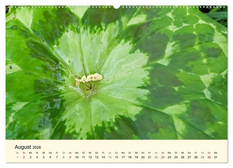 Produktbild: Kraftquelle Gr&uuml;n (hochwertiger Premium Wandkalender 2026 DIN A2 quer), Kunstdruck in Hochglanz