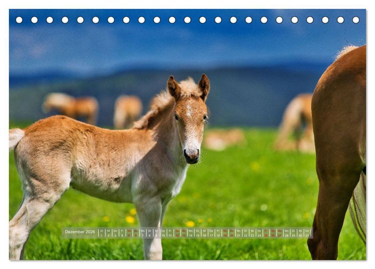 Produktbild: Haflinger Pferde in Th&uuml;ringen (Tischkalender 2026 DIN A5 quer), CALVENDO Monatskalender