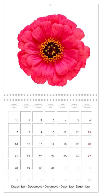 Produktbild: Beautiful Zinnias (Wall Calendar 2026 12 &times; 12 Inch) CALVENDO 12 Month Wall Calendar