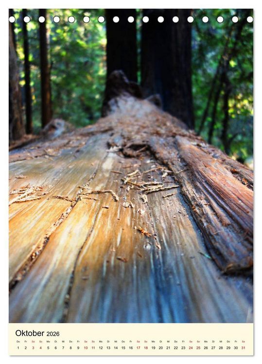 Produktbild: Redwoods - Faszination Mammutb&auml;ume (Tischkalender 2026 DIN A5 hoch), CALVENDO Monatskalender