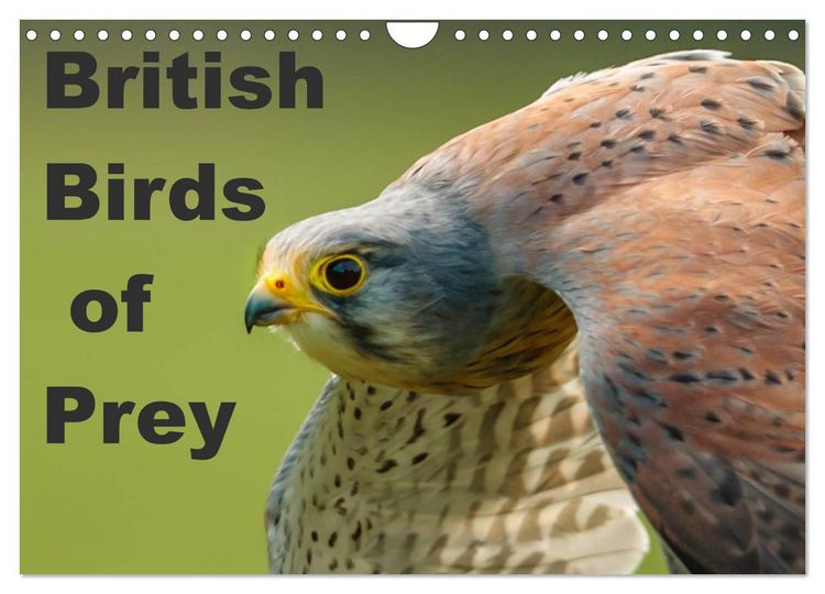 Produktbild: British Birds of Prey (Wall Calendar 2026 DIN A4 landscape), CALVENDO 12 Month Wall Calendar