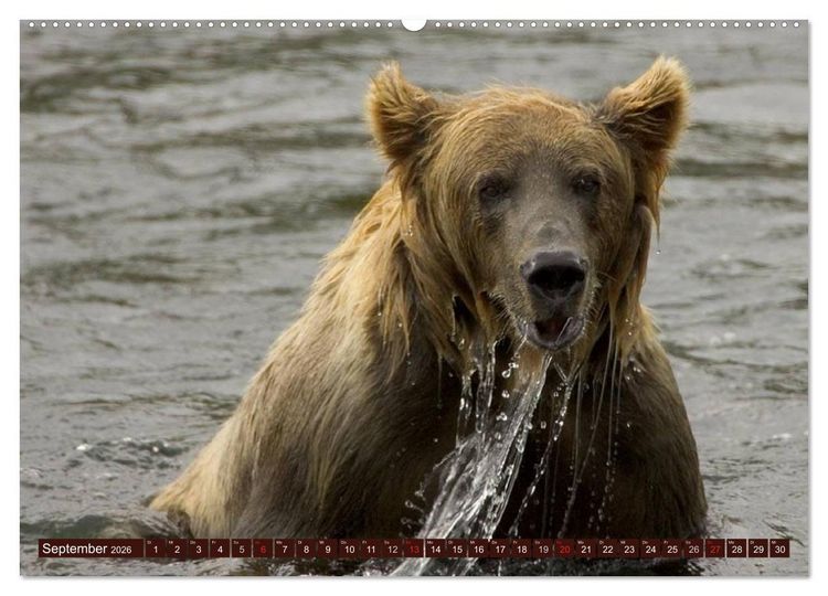 Produktbild: B&auml;ren. Unterwegs mit Meister Petz (hochwertiger Premium Wandkalender 2026 DIN A2 quer), Kunstdruck in Hochglanz