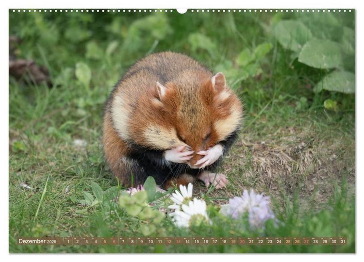 Produktbild: Feldhamster Herbert Kleine Pfoten, gro&szlig;e Pers&ouml;nlichkeit (hochwertiger Premium Wandkalender 2026 DIN A2 quer), Kunstdruck in Hochglanz