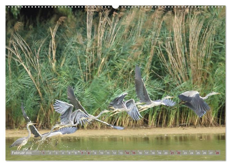 Produktbild: V&ouml;gel im Fluge (Wandkalender 2026 DIN A2 quer), CALVENDO Monatskalender