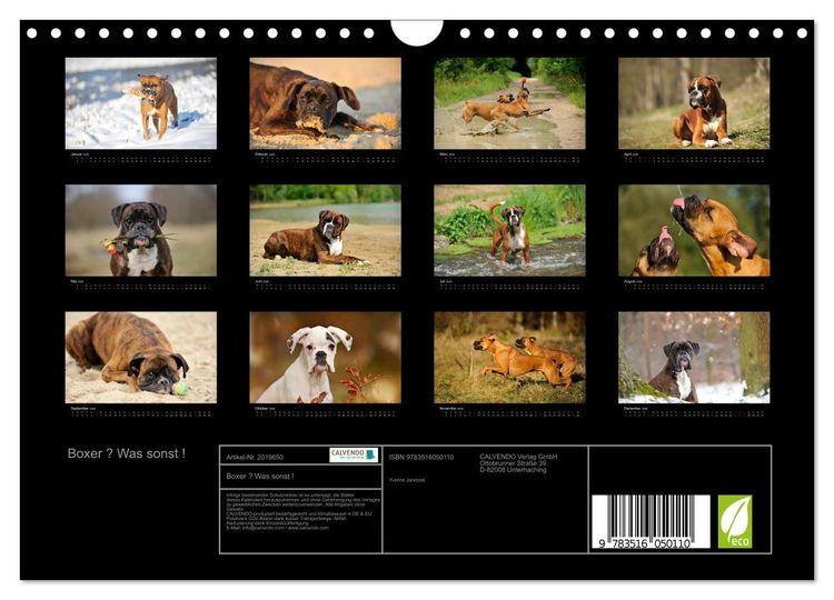 Produktbild: Boxer ? Was sonst ! (Wandkalender 2026 DIN A4 quer), CALVENDO Monatskalender
