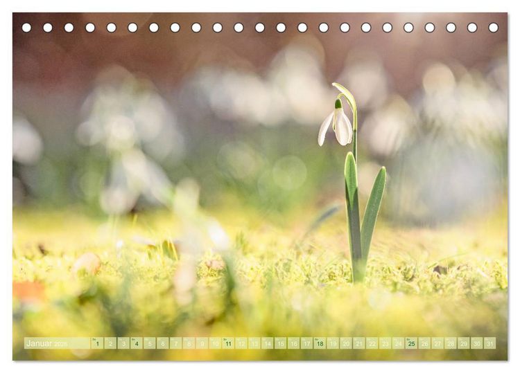 Produktbild: Natursch&ouml;nheiten - mit Bl&uuml;ten und Pflanzen durch das Jahr (Tischkalender 2026 DIN A5 quer), CALVENDO Monatskalender