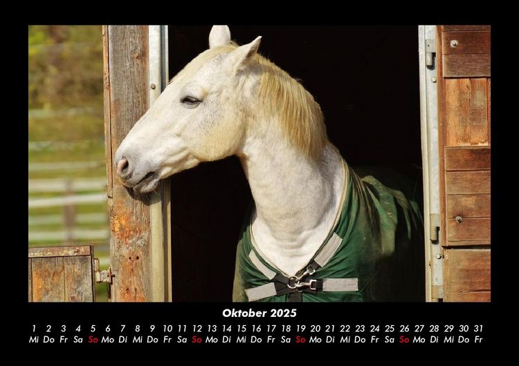 Produktbild: Pferde Kalender 2025 Fotokalender DIN A3