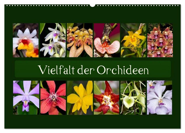 Produktbild: Vielfalt der Orchideen (Wandkalender 2026 DIN A2 quer), CALVENDO Monatskalender