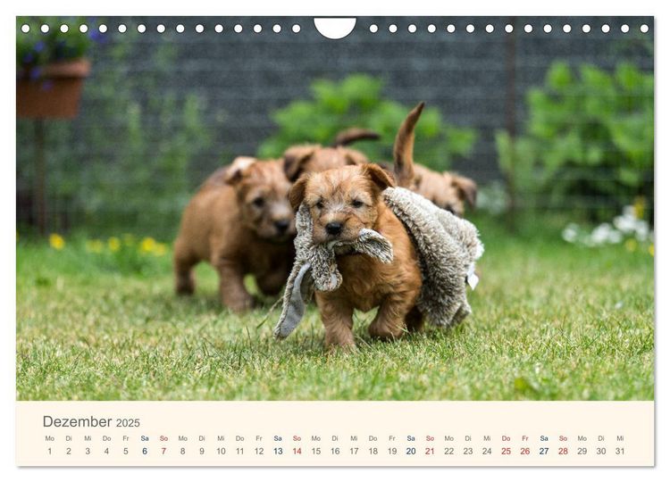 Warnschild „Irish Soft Coated Wheaten Terrier“ – Aluminium, 30,5x20 Cm, Für Gartenzaun Oder Tür