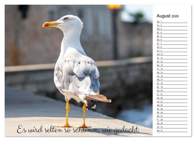 Produktbild: Lebensweisheiten der M&ouml;we - Im Flug des Lebens (Tischkalender 2026 DIN A5 quer), CALVENDO Monatskalender