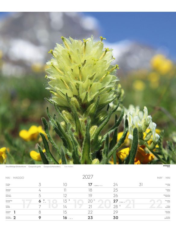 Produktbild: Alpenblumen Kalender 2027