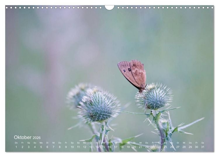Produktbild: Eine Safari im Garten (Wandkalender 2026 DIN A3 quer), CALVENDO Monatskalender