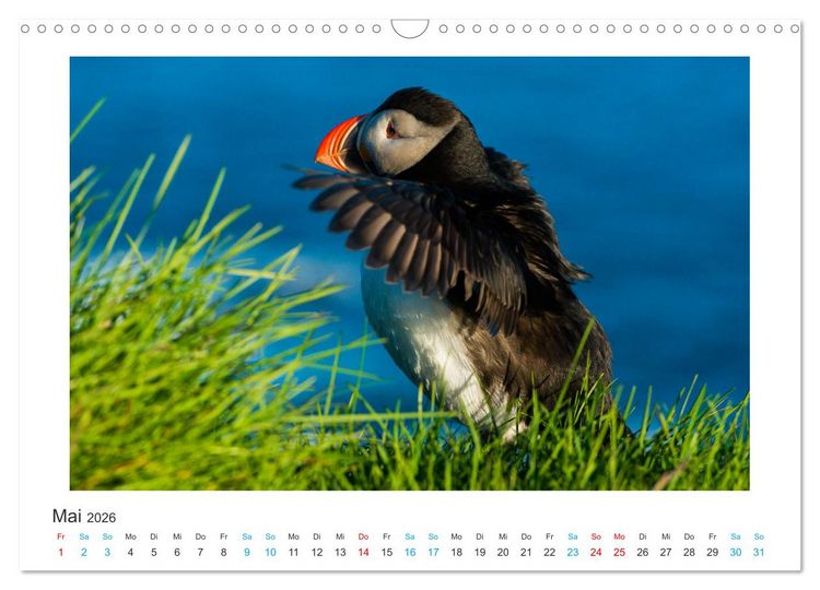 Produktbild: PAPAGEIENTAUCHER - Clowns der Nordmeere (Wandkalender 2026 DIN A3 quer), CALVENDO Monatskalender