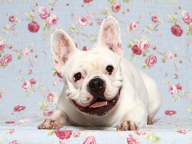 Produktbild: CALVENDO Puzzle Franz&ouml;sische Bulldogge / French Bulldog | 1000 Teile Lege-Gr&ouml;&szlig;e 64x48cm Foto-Puzzle f&uuml;r gl&uuml;ckliche Stunden