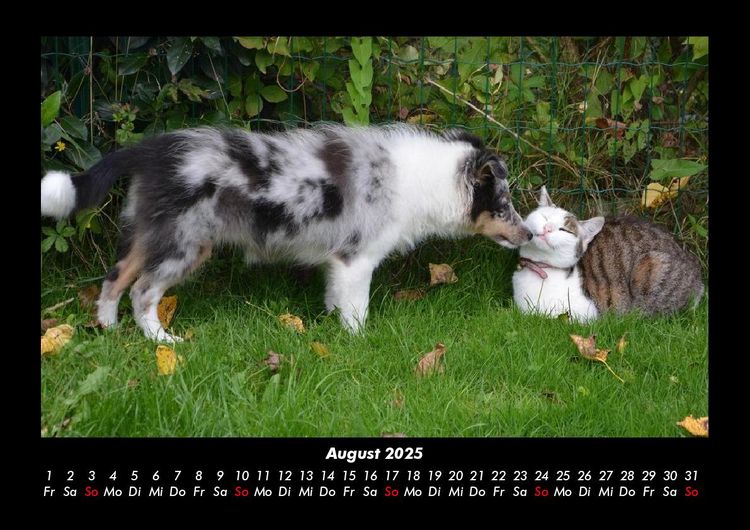 Produktbild: F&uuml;r Katzenfreunde 2025 Fotokalender DIN A3