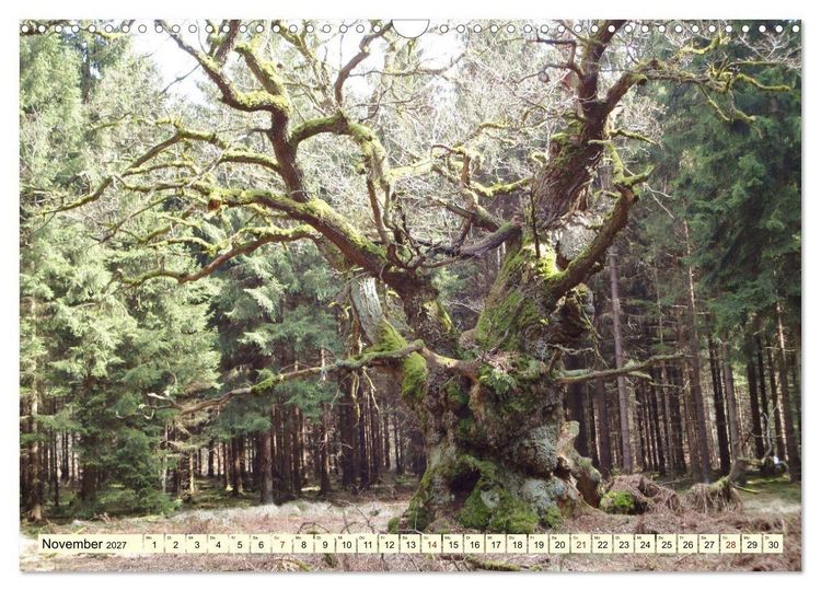 Produktbild: Zauberhaftes, die Natur als K&uuml;nstler (Wandkalender 2027 DIN A3 quer), CALVENDO Monatskalender