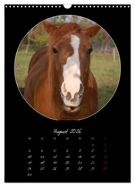 Produktbild: Crazy horses (Wandkalender 2026 DIN A3 hoch), CALVENDO Monatskalender