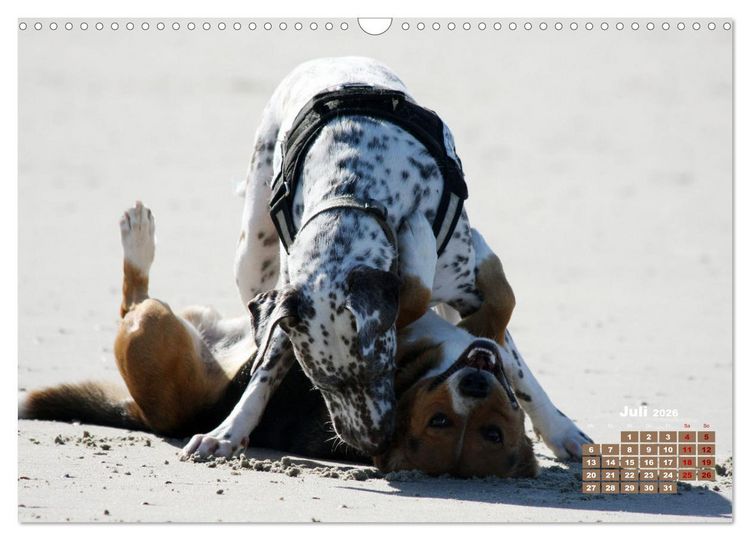 Produktbild: Ein Dalmatiner und ein Beagle - Auf der maritimen Jagd nach dem weltbesten Stock (Wandkalender 2026 DIN A3 quer), CALVENDO Monatskalender