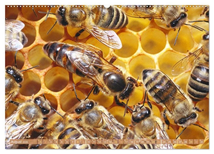 Produktbild: Der Imker: Leidenschaft f&uuml;r die Bienen (Wandkalender 2026 DIN A2 quer), CALVENDO Monatskalender