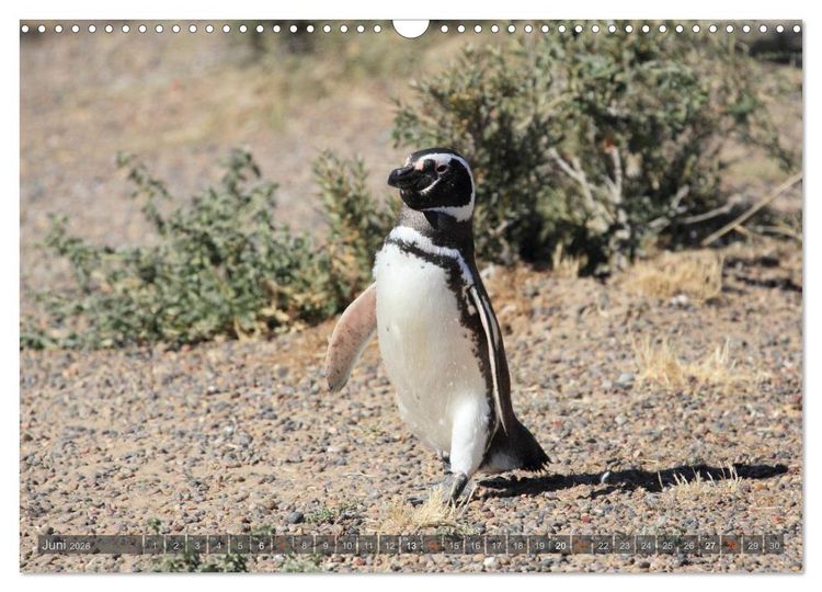 Produktbild: Pinguine in Patagonien (Wandkalender 2026 DIN A3 quer), CALVENDO Monatskalender