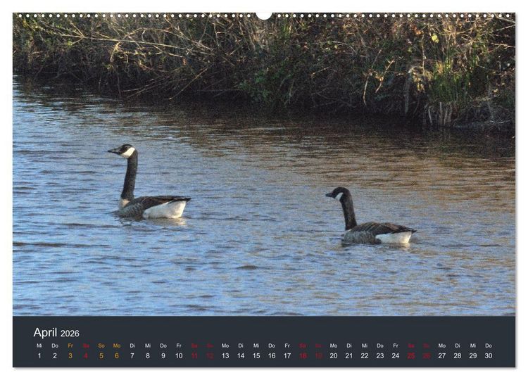 Produktbild: Heimat im Bremer Blockland (Wandkalender 2026 DIN A2 quer), CALVENDO Monatskalender