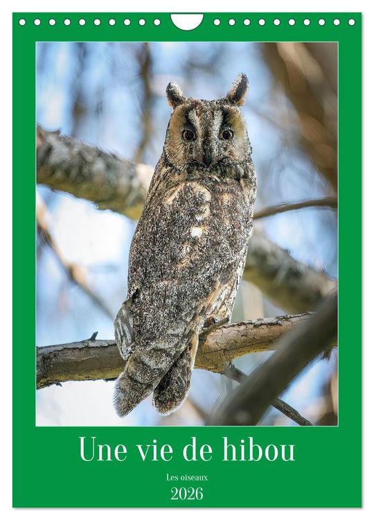 Produktbild: Une vie de hibou les oiseaux (Calendrier mural 2026 DIN A4 horizontal), CALVENDO calendrier mensuel