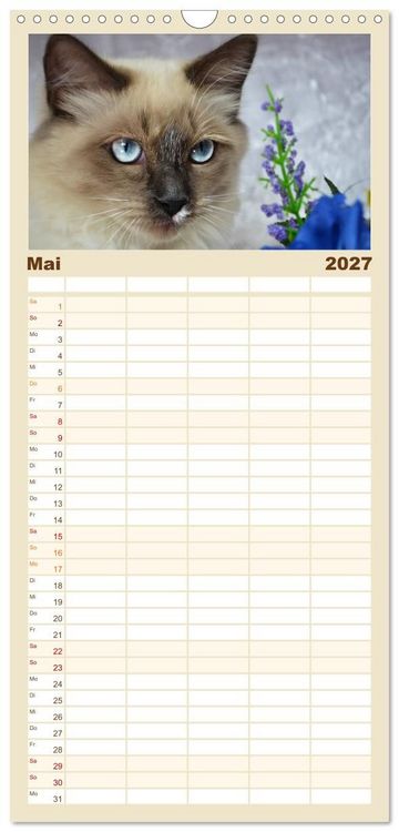 Produktbild: Familienplaner 2027 - Katzen im Portr&auml;t / Geburtstagskalender mit 5 Spalten (Wandkalender, 21 x 45 cm) CALVENDO