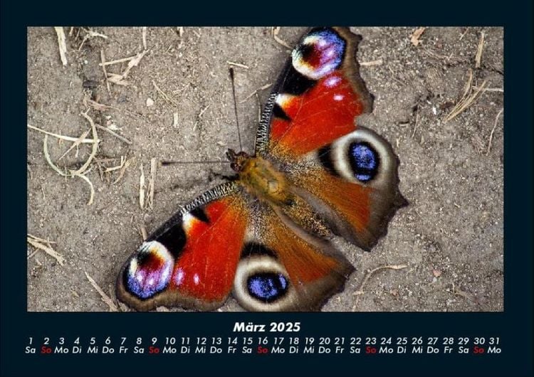 Produktbild: Bunte Pracht der Schmetterlinge 2025 Fotokalender DIN A4