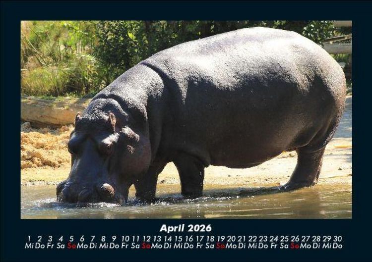 Produktbild: Welt der Tiere 2026 Fotokalender DIN A5
