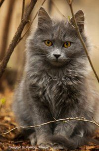 Produktbild: Notizb&uuml;cher / S&uuml;&szlig;es Katzen Notizbuch Businessplaner Geschenkidee f&uuml;r Mann Frau und Kind