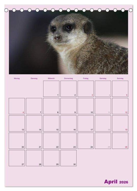 Produktbild: Erdm&auml;nnchen / Terminplaner (Tischkalender 2026 DIN A5 hoch), CALVENDO Monatskalender