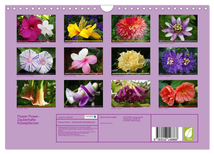 Produktbild: Flower Power - Zauberhafte K&uuml;belpflanzen (Wandkalender 2026 DIN A4 quer), CALVENDO Monatskalender