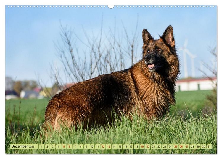 Produktbild: Altdeutsche Sch&auml;ferhunde - Traumhafte Sch&auml;ferhunde Langstockhaar (Wandkalender 2026 DIN A2 quer), CALVENDO Monatskalender