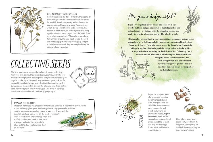 Produktbild: The Magic of Seeds