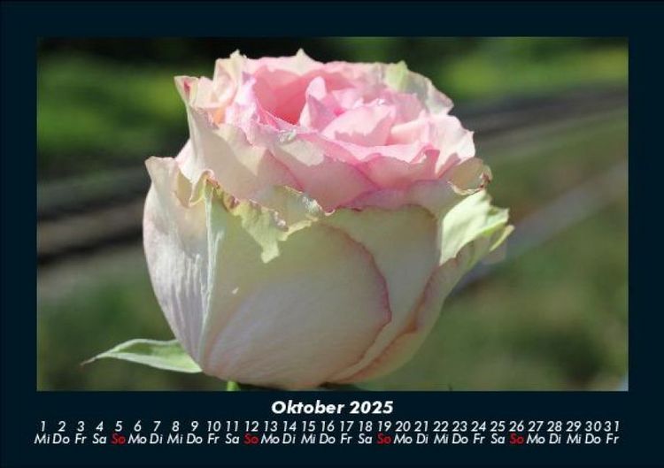 Produktbild: Blumentr&auml;ume 2025 Fotokalender DIN A5