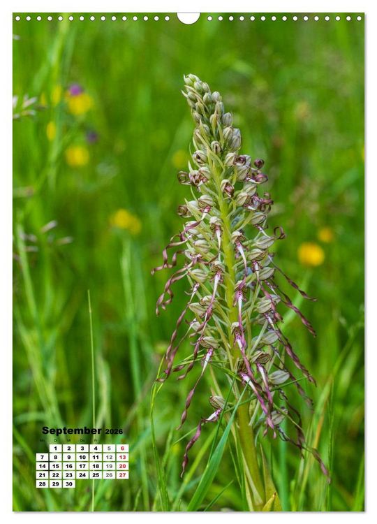 Produktbild: Zauber der Natur - Heimische Orchideen und Wiesenblumen (Wandkalender 2026 DIN A3 hoch), CALVENDO Monatskalender